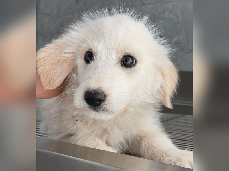 Zucker, geb. ca. 01/2026, lebt in GRIECHENLAND, auf einer privaten Pflegestelle