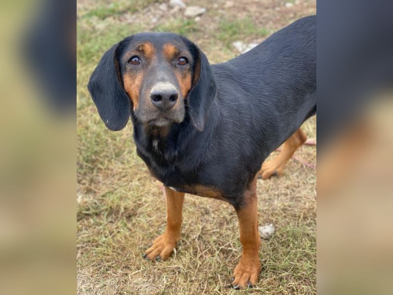 Priska, geb. ca. 08/2021, lebt in GRIECHENLAND, im städt. Tierheim Serres