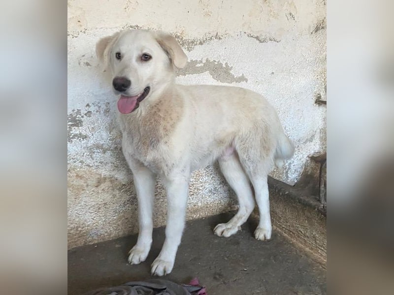 Elion, geb. ca. 06/2025, lebt in GRIECHENLAND, auf einer privaten Pflegestelle