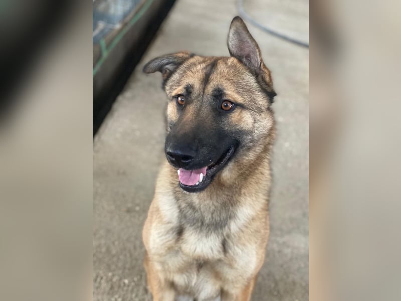 Yuki, geb. ca. 03/2025, lebt in GRIECHENLAND, im städt. Tierheim Serres