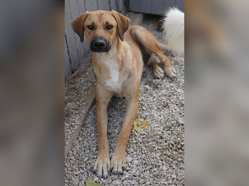 Bardo, geb. ca. 09/2023, lebt in GRIECHENLAND, im städt. Tierheim Serres
