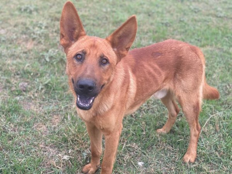 Zylo, geb. ca. 10/2024, lebt in GRIECHENLAND, im städt. Tierheim Serres