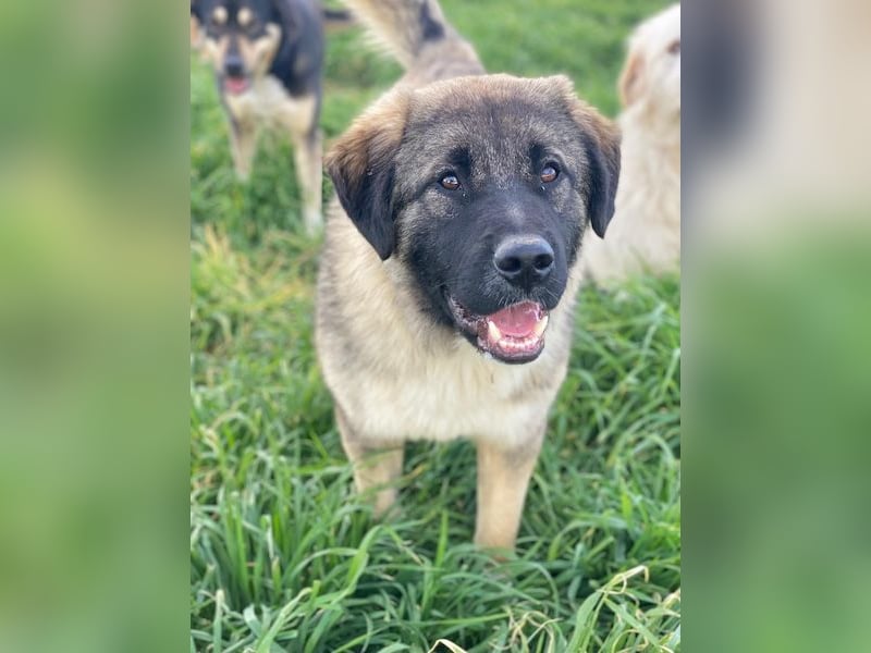 Moglito, geb. ca. 03/2025, lebt in GRIECHENLAND, im städt. Tierheim Serres