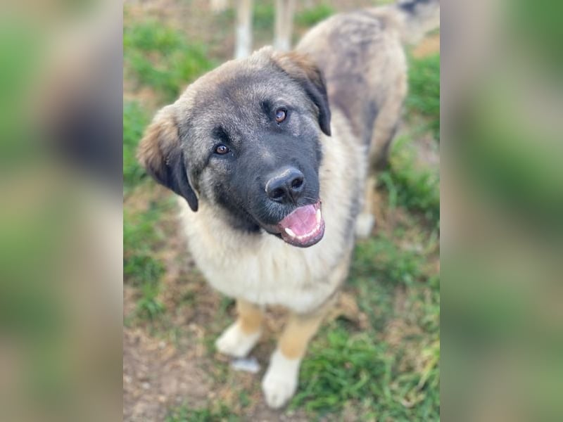 Moglito, geb. ca. 03/2025, lebt in GRIECHENLAND, im städt. Tierheim Serres