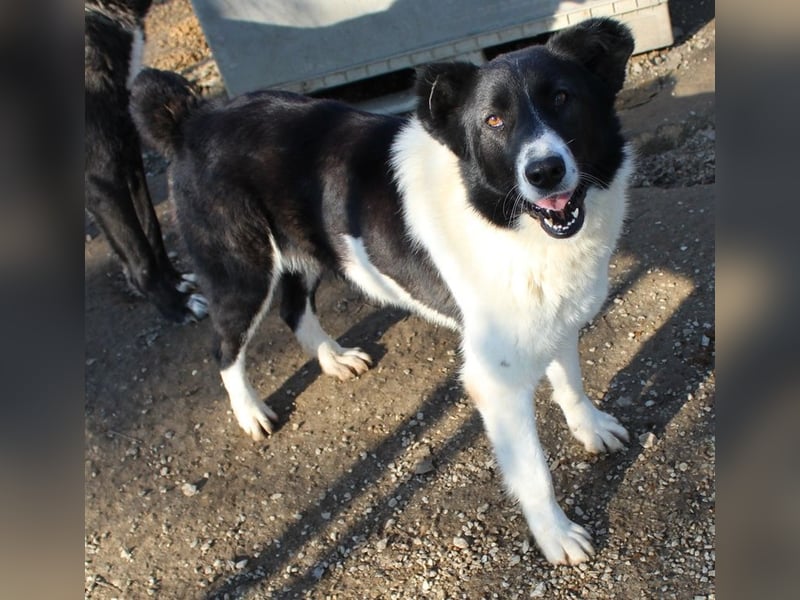 Pallene, geb. ca. 02/2021, lebt in GRIECHENLAND, im städt. Tierheim Serres