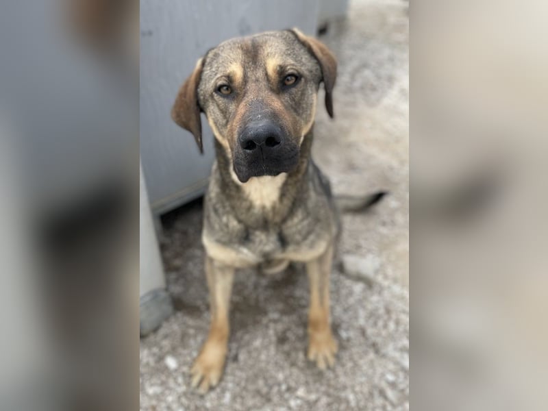 Waldo, geb. ca. 06/2022, lebt in GRIECHENLAND, im städt. Tierheim Serres