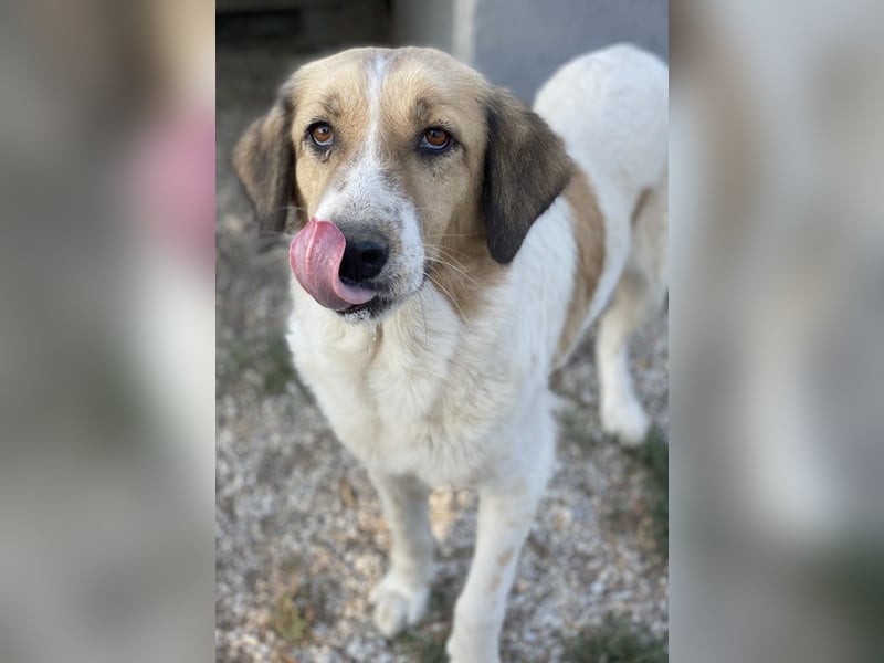 Clementini, geb. ca. 03/2019, lebt in GRIECHENLAND, im städt. Tierheim Serres