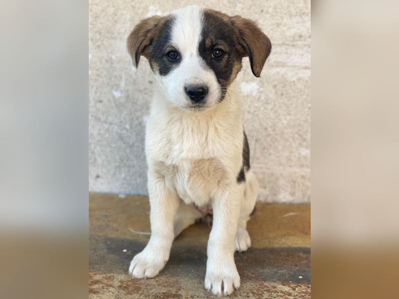 Yoko, geb. ca. 03/2026, lebt in GRIECHENLAND, auf einer privaten Pflegestelle