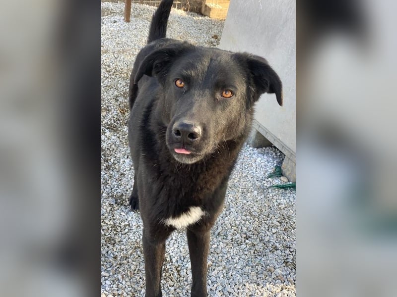 Acero, geb. ca. 01/2019, lebt in GRIECHENLAND, im städt. Tierheim Serres