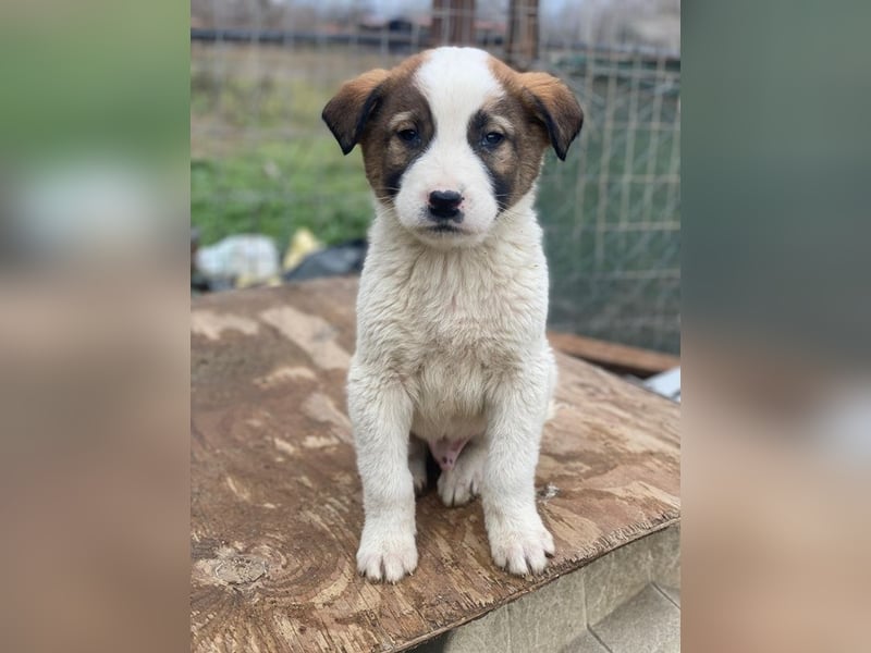 Calzone, geb. ca. 11/2025, lebt in GRIECHENLAND, auf einer privaten Pflegestelle