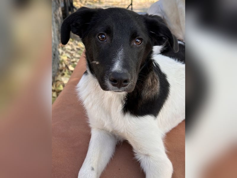 Cap, geb. ca. 06/2024, lebt in GRIECHENLAND, im städt. Tierheim Serres