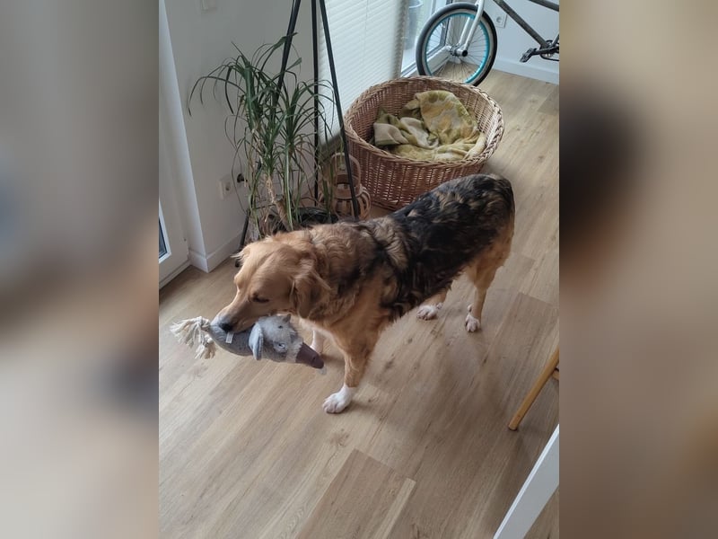 Kara, geb. ca. 12./2015, lebt in einer Familie in 53913 Swisttal, Vermittlungshilfe