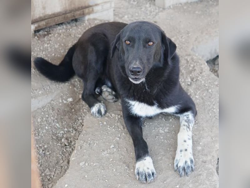 Frizelbliz, geb. ca. 03/2021, lebt in GRIECHENLAND, im städt. Tierheim Serres