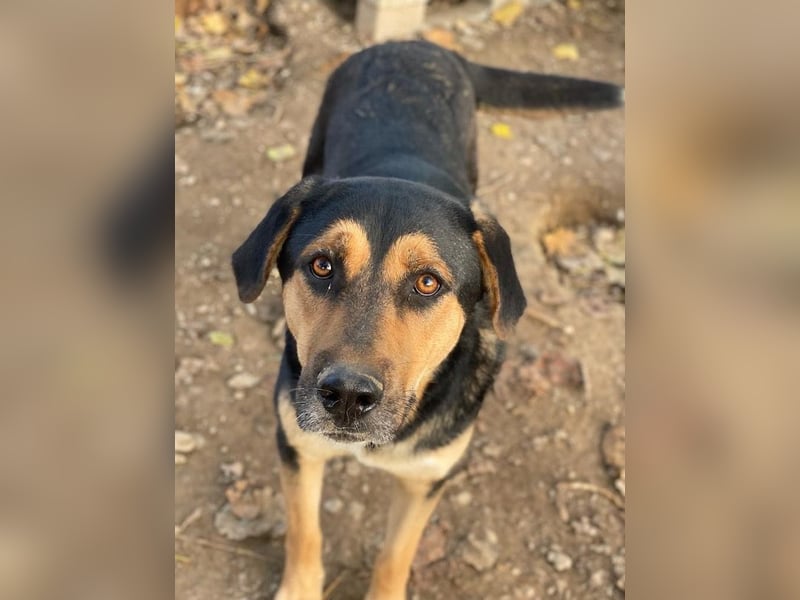 Eppo, geb. ca. 11/2022, lebt in GRIECHENLAND, im städt. Tierheim Serres