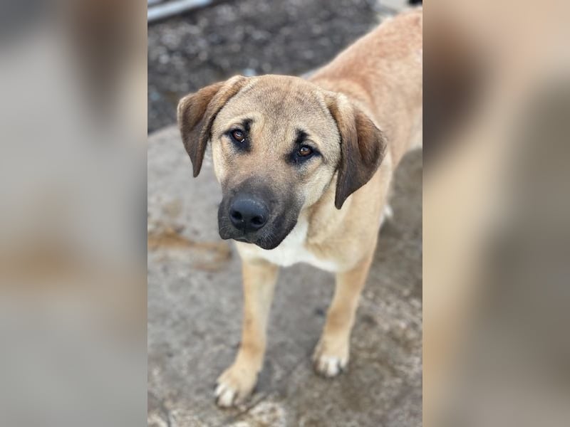 Zira, geb. ca. 02/2025, lebt in GRIECHENLAND, auf einer privaten Pflegestelle