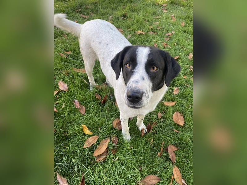 Penny, geb. ca. 05/2023, lebt in GRIECHENLAND, im städt. Tierheim Serres