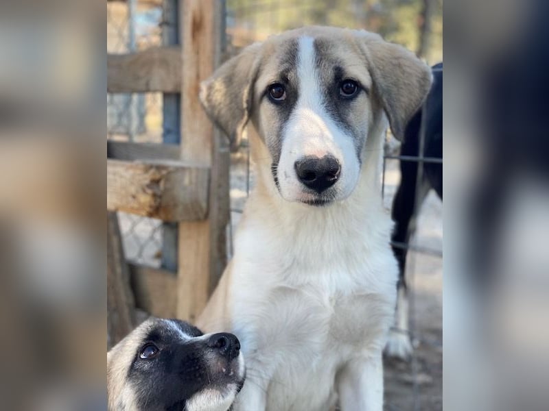 Manella, geb. ca. 04/2025, lebt in GRIECHENLAND, im städt. Tierheim Serres