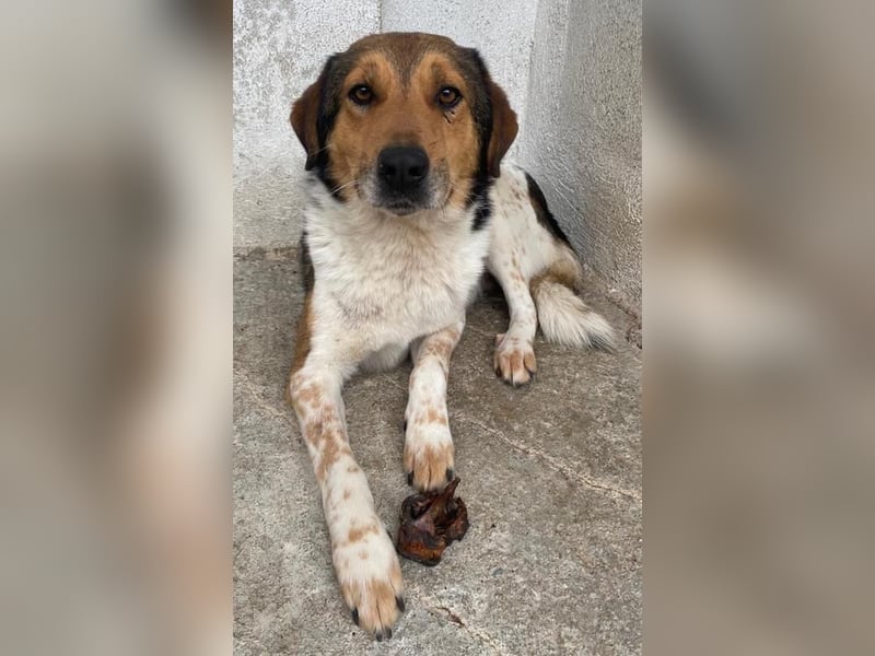 Noah, geb. ca. 10/2020, lebt in GRIECHENLAND, im städt. Tierheim Serres