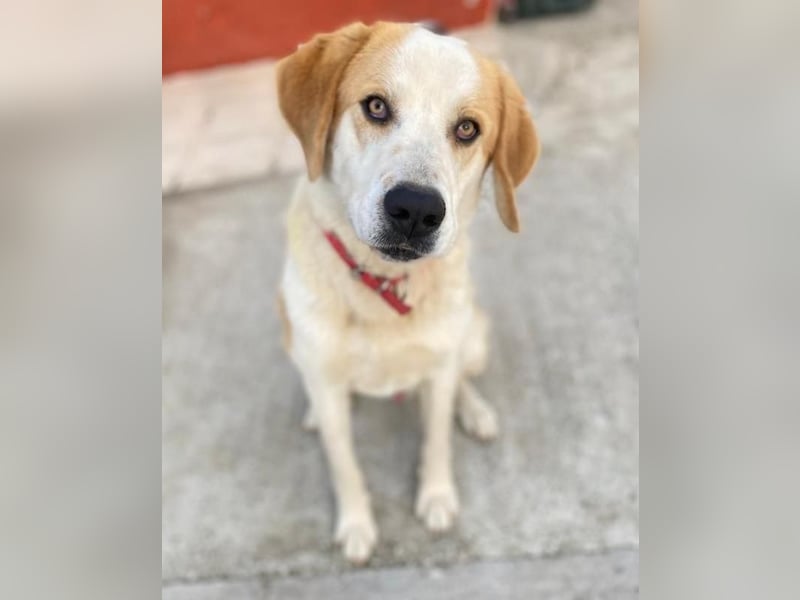 Nikki, geb. ca. 06/2022, lebt in GRIECHENLAND, im städt. Tierheim Serres