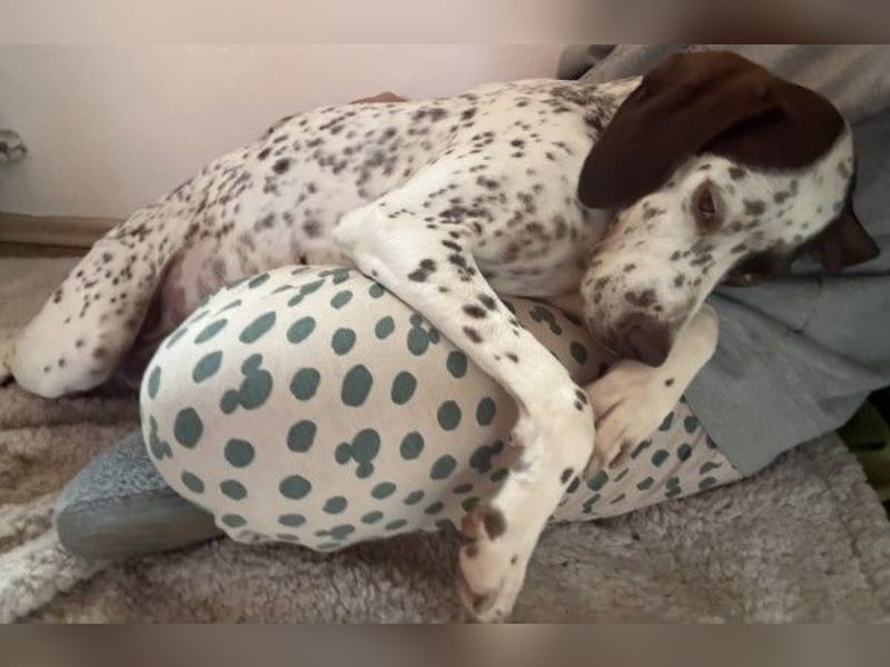 Acira, geb. ca. 04/2023, lebt auf einer Pflegestelle in 67735 Mehlbach