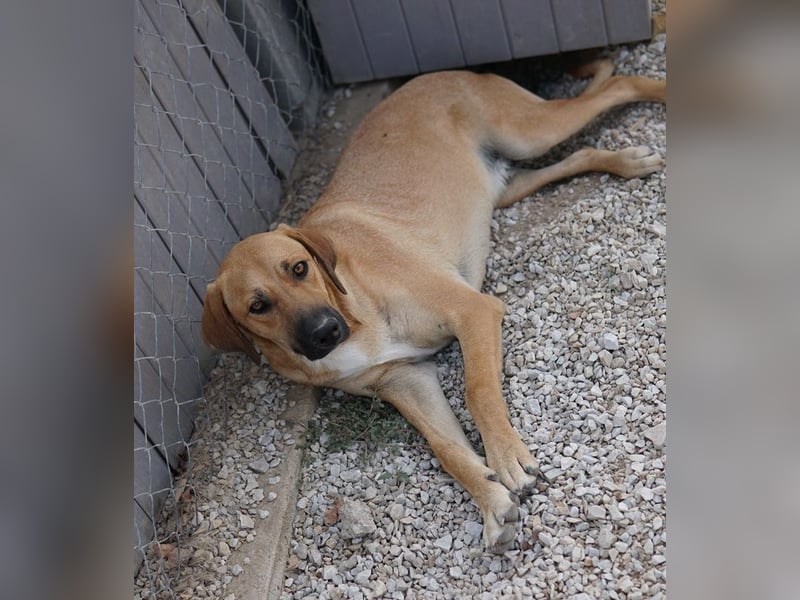 Bardo, geb. ca. 09/2023, lebt in GRIECHENLAND, im städt. Tierheim Serres