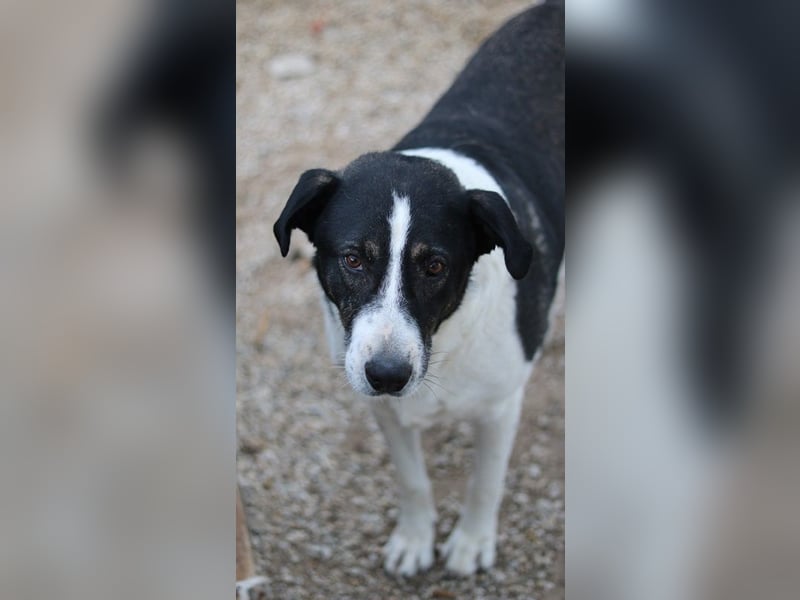 Ancho, geb. ca. 10/2021, lebt in GRIECHENLAND, im städt. Tierheim Serres