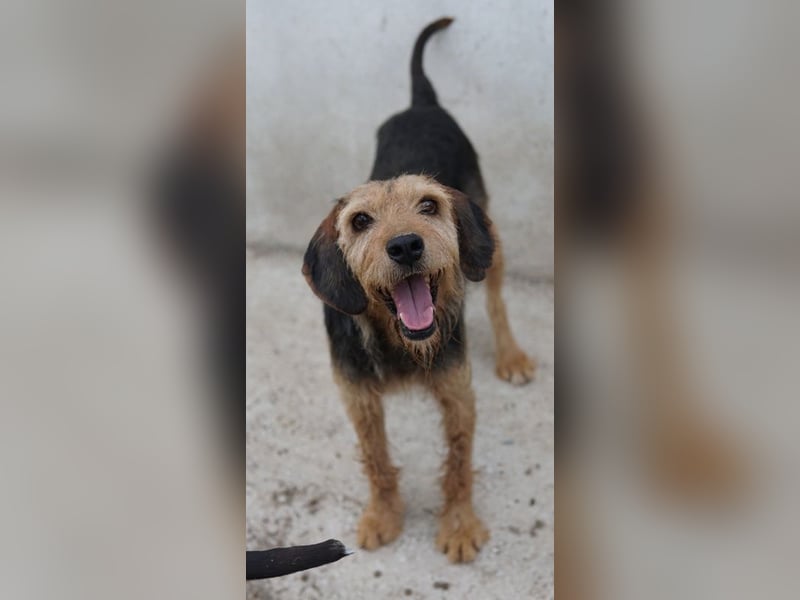 Yasko, geb. ca. 11/2022, lebt auf einer Pflegestelle in 44649 Herne