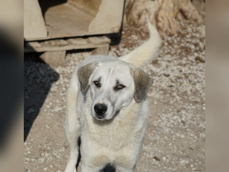 Maliya, geb. ca. 04/2025, lebt in GRIECHENLAND, im städt. Tierheim Serres