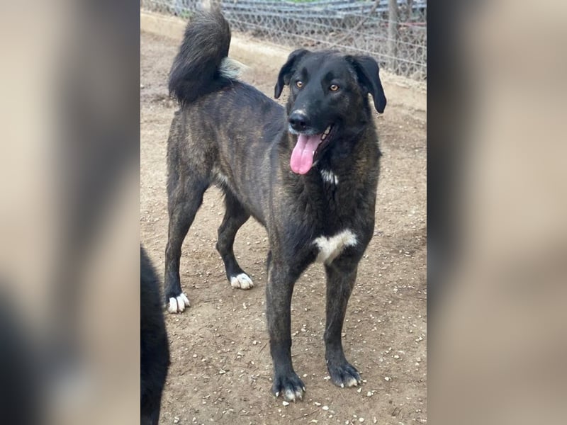 Niabi, geb. ca. 05/2023, lebt in GRIECHENLAND, im städt. Tierheim Serres