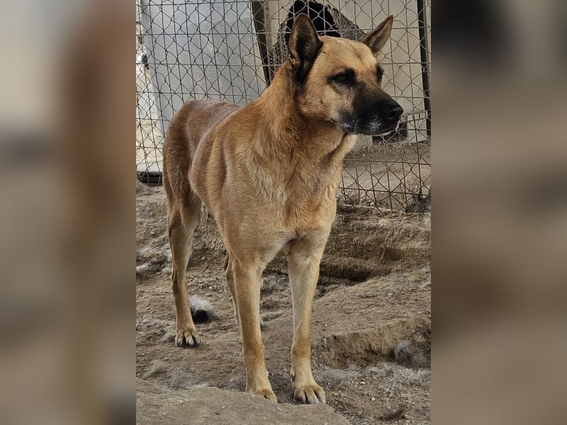 Diesel, geb. ca. 04/2022, lebt in GRIECHENLAND, im städt. Tierheim Serres