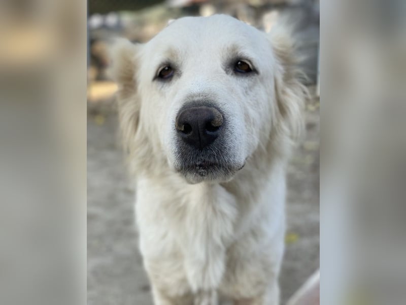 Kankara, geb. ca. 02/2022, lebt in GRIECHENLAND, im städt. Tierheim Serres