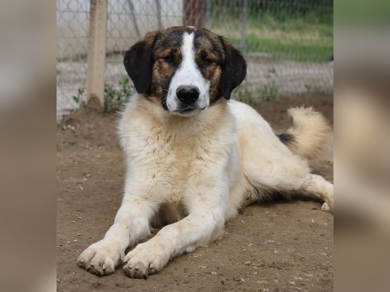 Pitt, geb. ca. 05/2021, lebt in GRIECHENLAND, im städt. Tierheim Serres