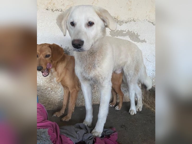 Elion, geb. ca. 06/2025, lebt in GRIECHENLAND, auf einer privaten Pflegestelle