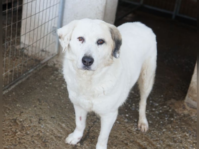 Bruna, geb. ca. 12/2020, lebt in GRIECHENLAND, im städt. Tierheim Serres