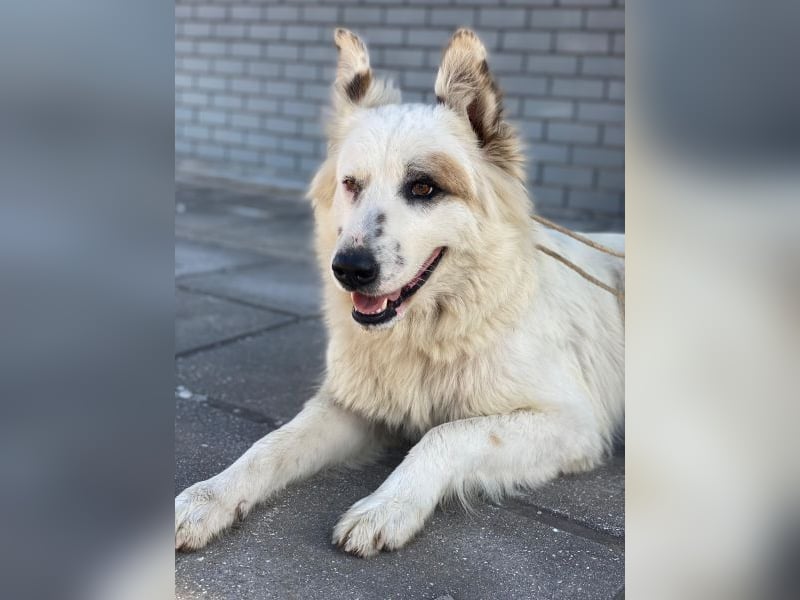 Hope, geb. ca. 03/2024, lebt in GRIECHENLAND, im städt. Tierheim Serres