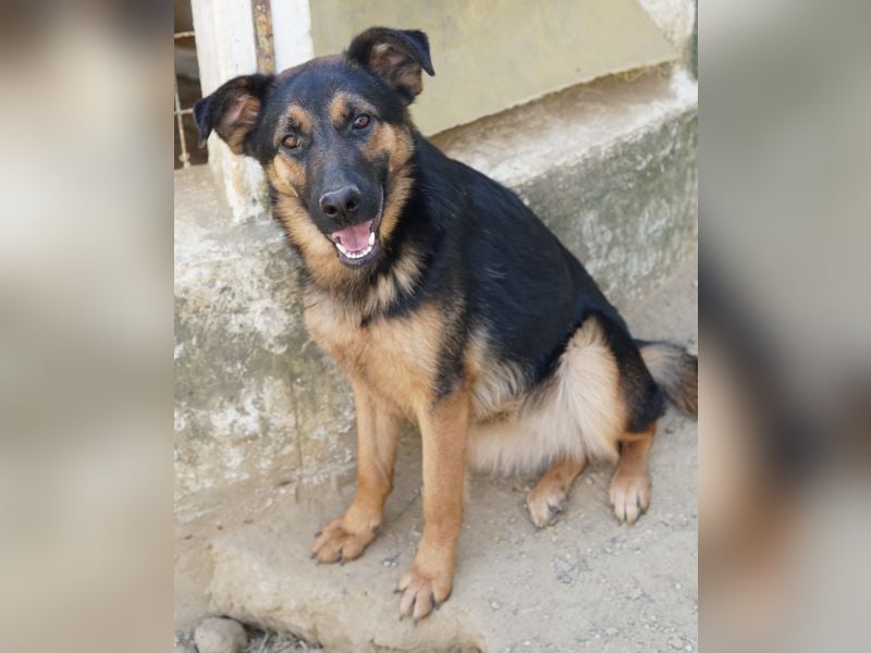 Enid, geb. ca. 06/2025, lebt in GRIECHENLAND, auf einer privaten Pflegestelle