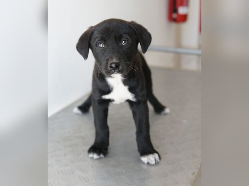 Jula, geb. ca. 12/2025, lebt in GRIECHENLAND, auf einer privaten Pflegestelle