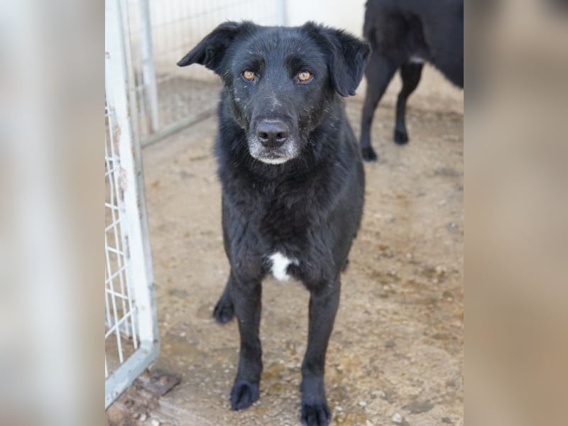 Dakar, geb. ca. 01/2019, lebt in GRIECHENLAND, im städt. Tierheim Serres