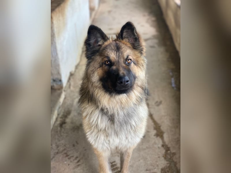 Joey, geb. ca. 08/2025, lebt in GRIECHENLAND, auf einer privaten Pflegestelle