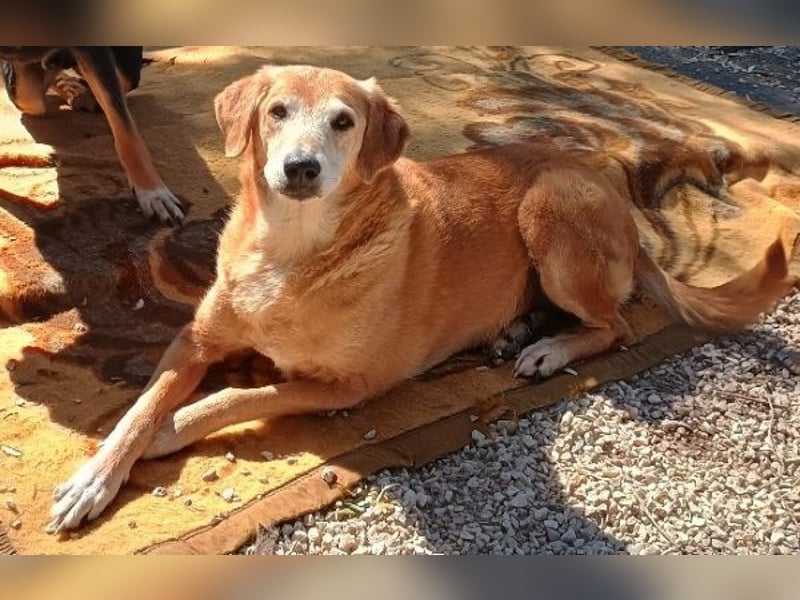 Flower, geb. ca. 06/2015, lebt in GRIECHENLAND, auf einer privaten Pflegestelle