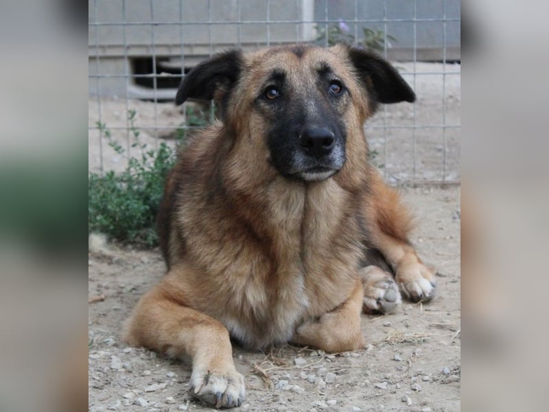 Thumper, geb. ca. 01/2022, lebt in GRIECHENLAND, im städt. Tierheim Serres
