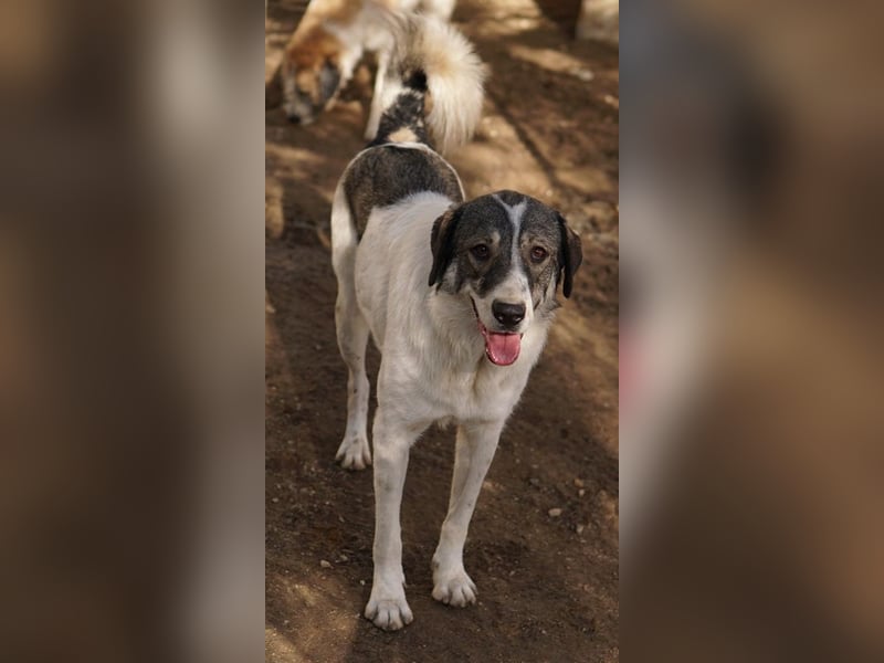 Vanessa, geb. ca. 05/2022, lebt in GRIECHENLAND, auf einer privaten Pflegestelle