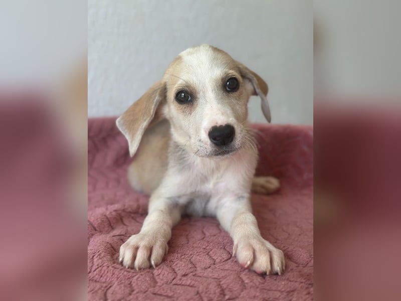 Ivy, geb. ca. 05/2026, lebt in GRIECHENLAND, im städt. Tierheim Serres