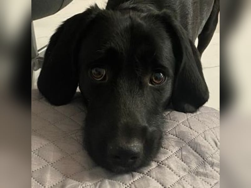 Emrys, geb. ca. 10/2020, lebt in GRIECHENLAND, auf einer privaten Pflegestelle