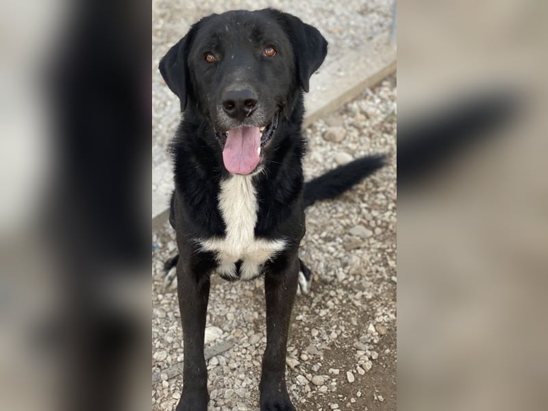 Cupid, geb. ca. 03/2020, lebt in GRIECHENLAND, im städt. Tierheim Serres