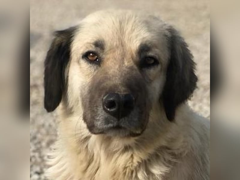 Frea, geb. ca. 02/2021, lebt in GRIECHENLAND, im städt. Tierheim Serres