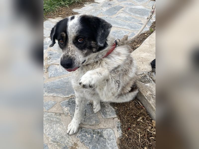 Pavlos, geb. ca. 05/2021, lebt in GRIECHENLAND, auf einer privaten Pflegestelle