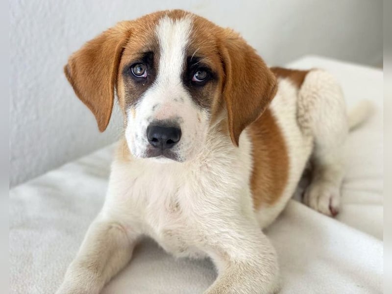 Pimock, geb. 03/2025, lebt in GRIECHENLAND, im städt. Tierheim Serres