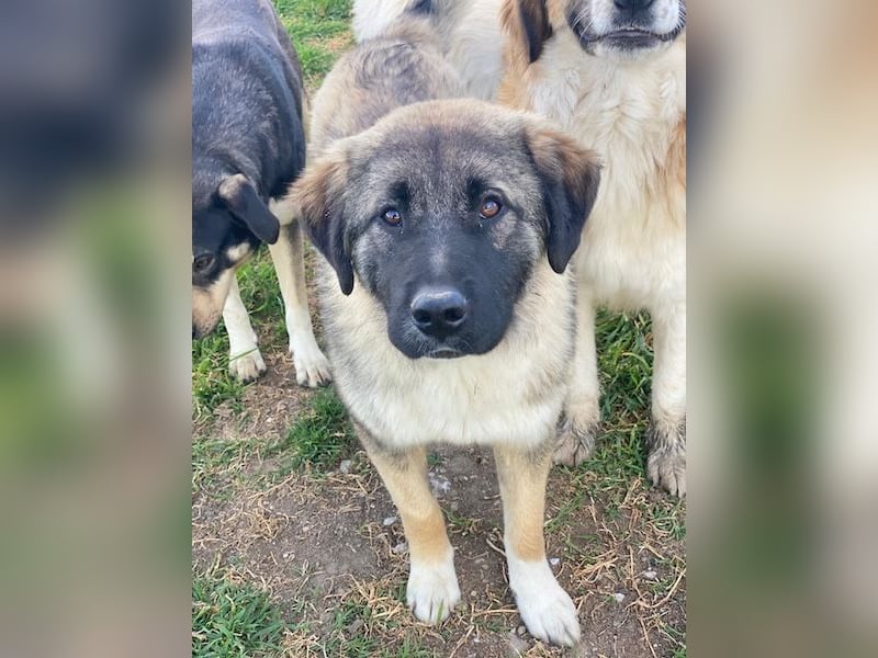 Moglito, geb. ca. 03/2025, lebt in GRIECHENLAND, im städt. Tierheim Serres