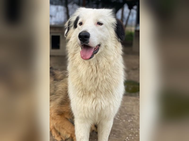Namika, geb. ca. 02/2024, lebt in GRIECHENLAND, im städt. Tierheim Serres